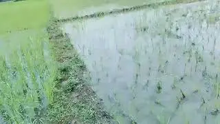 Dolung arig gika tapum taring  doladula video ko bonaika 