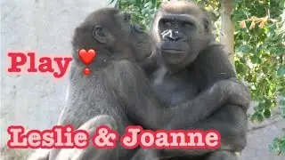 Gorilla 🦍 sisters Joanne and Leslie play, drumming, punch💝 ゴリラ　ジョアンとレスリーの遊び　ドラミング　パンチ　兄に乗る‼️🧡