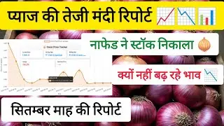Onion Price Trend Report | NAFED Released Stock | Why Prices Are Not Rising | September Month Report