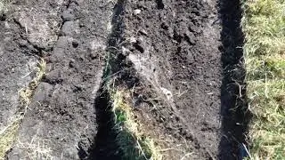 Farmall Super A breaking Sod 12