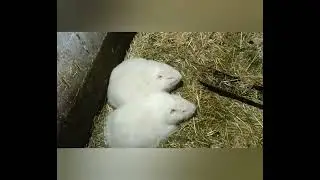 Нутрия и сильный мороз, размер вальеров.