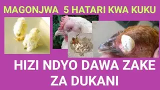 MAGONJWA  YA KUKU NA TIBA / DAWA  ZAKE