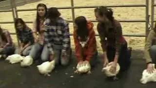 Nueces County Junior Livestock Show Poultry Judging in Robstown, TX