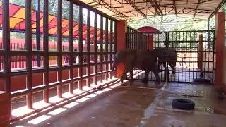 Karachi Zoo Elephants