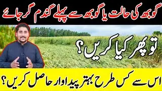 Wheat Lodging after rain | Best spray for wheat after lodging | What can be done after Wheat Lodging