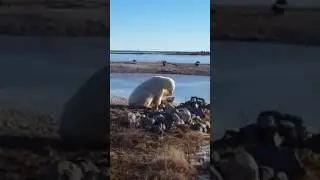 Un ours polaire caresse un chien