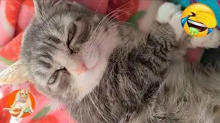 This Cat Is Totally Broken! Funny Derpy Cats | Happy Cats Unlimited