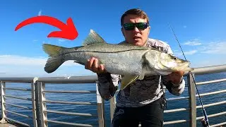 Ловля снука в заливе на ужин! (Рыбалка в заливе Себастьян)