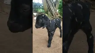 #goatlove #animals #goatlovers #goatlovers #cutybabyshorts