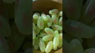 Green Grapes Candy Magic🍇😁- Family Paattu😍 #shorts #trending #greengrapes #rjbalaji #shortsfeed