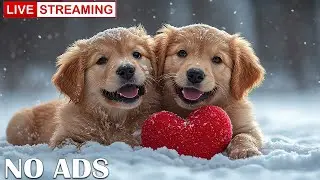 12 Hours of Dog TV for Dogs to Watch 🐶🎄 Winter Magic Tunes for Playful Dogs & Calm Winter ❄️🛷