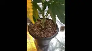 FLOWER TENT UPDATE #4