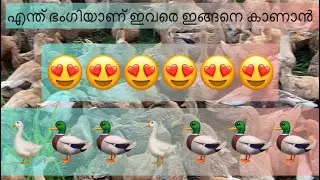 താറാവ് വളർത്തൽ ഇത്ര ലാഭം ആണോ 😳😳 #kerala #malayalam #youtube #vlog #fishing #youtubeshorts #nature 