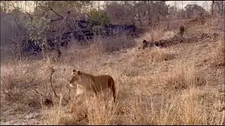 Lion Pride with Cubs: A Close Look at Family Dynamics in the Wild