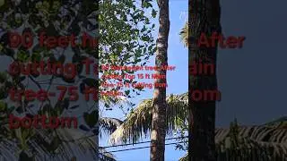 Tree Cutting Technology