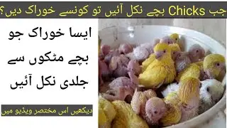 Best food for birds Chicks. Love birds Breeding food. Bird's Vlog