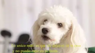 ´Perro Muestra