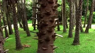 George Brown Botanic Garden, Darwin, Northern Territory, Australia