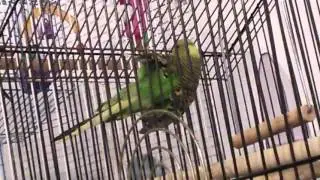 Parakeet with cancer is reunited with cagemate(2)