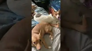 The kids #fur babies Ashley and Buffy says hi 👋 May 18,2025  thank u