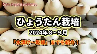 【ひょうたん栽培2024⑤】８~９月（水漬け〜乾燥）