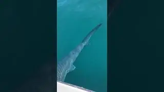 Giant Shark Left Fishermen Terrified in Open Ocean😱 #shark #shorts #fishing