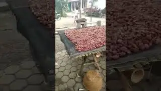 bibit bawang merah, asli kabupaten brebes provinsi jawa tengah. #bibitbawangmerah #bawangmerah