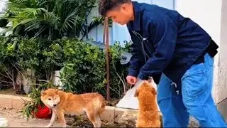 Dogs Face Strange Sounds | The Funniest Reactions Ever