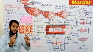 Muscles | Muscle in one shot | types, structure and function of muscles | skeletal muscle