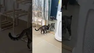 The cat looking in the mirror for the first time