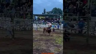 JARIPEO EXTREMO, TORAZO JUAN COLORADO MANDA A VOLAR A NI&Ntilde;O DE ORO😱💥 #jaripeo #shorts