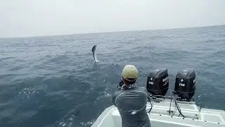Sage Motive, Wade Caranx, Rompin Sailfish on Fly with Eddie