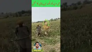 Narc G1 garlic harvesting process #agriculture #crops #narcg1 #garlic #shortsyoutube