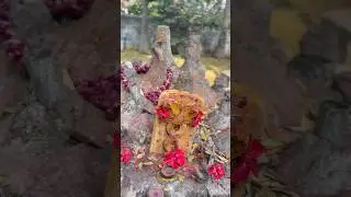ఏలూరు లో నాగబందం 🐍#eluru #chennakesavatemple#aptemples #temple