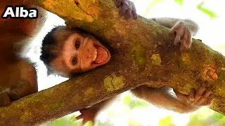 Real Act Real Hurt Alba Cry Break Sound On Tree Cos Just Falldown|Alba Cri.e.s Till All Cry The Same