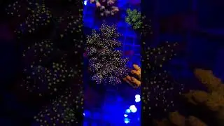 Acropora Tricolor matecznik WYSIWYG #52