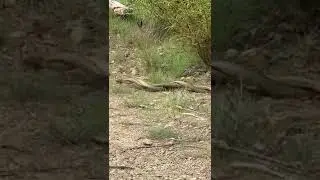 fighting brown snakes