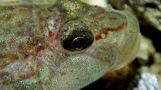 【ハゼ科】山中の川で暮らすヨシノボリ達を観察する