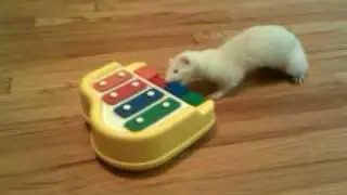 Mokey Plays Xylophone