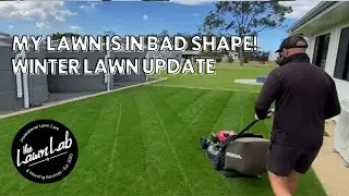 My lawn is in bad shape/ winter lawn update