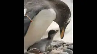 Cute penguin webcam at Edinburgh Zoo a hit