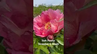 Itoh Peony: Strawberry Blush. #peony #gardening #flowers #perennial #paeonia