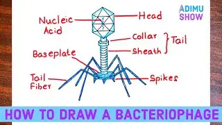 How To Draw A Bacteriophage | Virus (T4  phage)