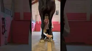 Get ready with me and Jack❤️ #shortsfeed #horse #equestrian