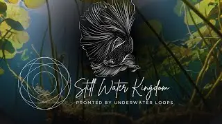 Still Water Kingdom - Dreamy Aquatic Song | Betta Fish Cinematic Poetry | AI Music