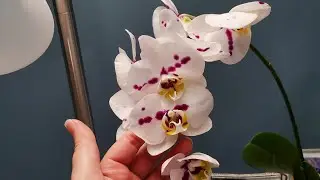 PASSANDO ESSA PHAL PARA O CULTIVO NA AGUA