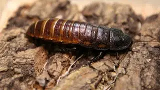 Learn All About Madagascar Hissing Cockroaches