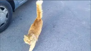 The difference between well-fed and hungry street cats | I feed homeless animals