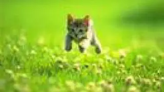 Jumping kitten