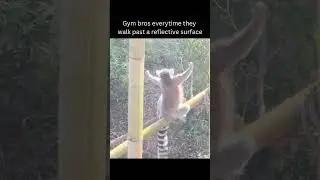 Mirror spotted...... time to flex 💪#funny #meme #memesdaily #memes #youtubeshorts #gym #trending